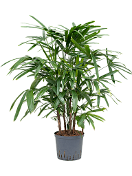 Tropical Lady Palm Rhapis excelsa Indoor House Plants