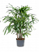 Tropical Lady Palm Rhapis excelsa Indoor House Plants