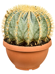 Cute Blue Barrel Cactus Ferocactus glaucescens Indoor House Plants