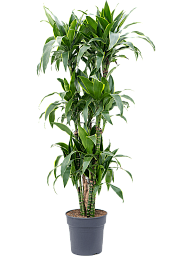 Vibrant Corn Plant Dracaena fragrans 'Arturo' Tall Indoor House Plants Trees