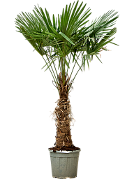 Windmill Palm Tree Trachycarpus fortunei (300-350)