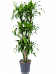 Vibrant Corn Plant Dracaena fragrans 'Arturo' Tall Indoor House Plants Trees