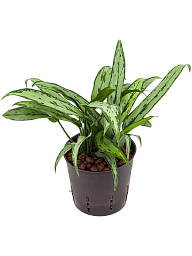 Showy Chinese Evergreen Aglaonema 'Cutlass' Chinese Evergreen Indoor House Plants