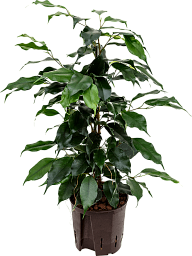 Lush Weeping Fig Ficus benjamina 'Danielle' Indoor House Plants