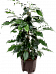 Lush Weeping Fig Ficus benjamina 'Danielle' Indoor House Plants