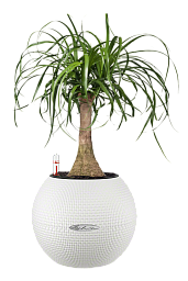 Nolina in LECHUZA-PURO Self-watering Planter, Total Height 45 cm