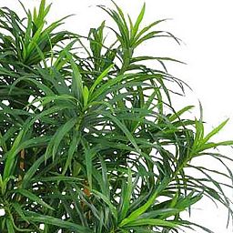 DRACAENA REFLEXA Artificial Tree Plant