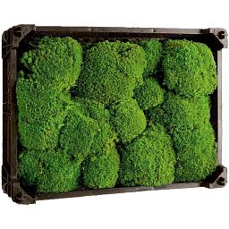 PREMIUM Bale Moss Artificial Moss Plant