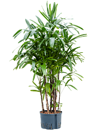 Tropical Lady Palm Rhapis excelsa Indoor House Plants