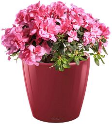 Blooming Azalea in LECHUZA CLASSICO LS Self-watering Planter, Total Height 40 cm