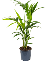 Lush Sentry Palm Kentia (Howea) forsteriana Indoor House Plants W40 H(...