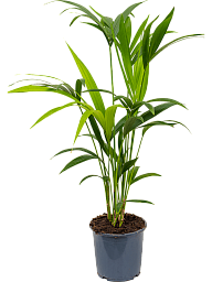 Lush Sentry Palm Kentia (Howea) forsteriana Indoor House Plants