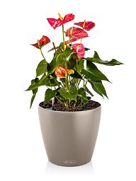 Blooming Anthurium Andraeanum in LECHUZA CLASSICO Color Self-watering Planter, Total Height 45 cm