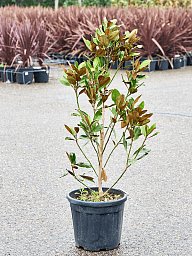 Lush Southern Magnolia grandiflora 'Little Gem' Indoor House Plants