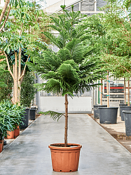 Norfolk Island Pine Araucaria heterophylla
