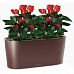 Blooming Anthurium Andraeanum Scarlet in LECHUZA DELTA Self-watering Planter, Total Height 45 cm