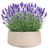 Bowl planters