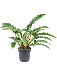 Lush Heart-Leaf Philodendron 'Narrow' Indoor House Plants