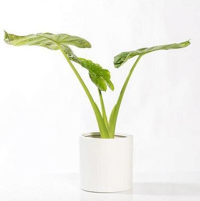 Fibrestone Matt Puk Round Planter by Idealist Premium