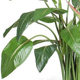 STRELITZIA EXCLUSIVE Artificial Flower Plant