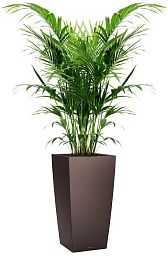 Howea Forsteriana in LECHUZA CUBICO Self-watering Planter, Total Height 150 cm