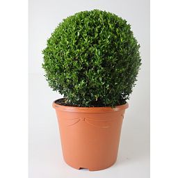 Photogenic Boxwood Buxus ball, Box ball (Buxus sempervirens)