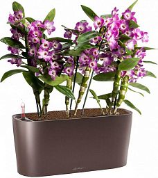 Blooming Dendrobium Orchid in LECHUZA DELTA Self-watering Planter, Total Height 50 cm