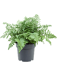 Delicate Birds Nest Fern Asplenium dimorphum 'Parvati' Indoor House Plants