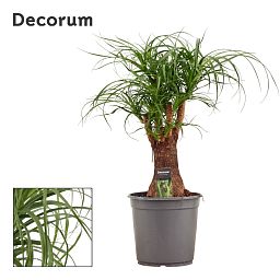Beaucarnea