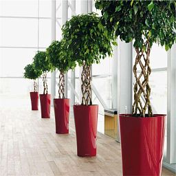 Ficus Benjamina Exotica with Double Spiral Stem in LECHUZA RONDO Self-watering Planter, Total Height