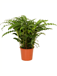 Fancy Peacock Plant Calathea rufibarba 'Blue grass' Indoor House Plants