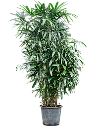 Tropical Lady Palm Rhapis excelsa Indoor House Plants