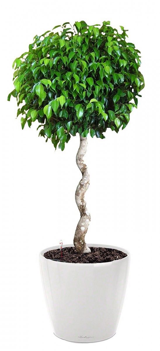 Ficus Benjamina Exotica with Spiral Stem in LECHUZA CLASSICO LS 43 Self-watering Planter, Total Heig