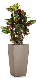 Codiaeum Petra in LECHUZA CUBICO Color Self-watering Planter, Total Height 130 cm