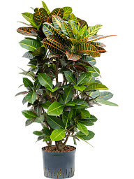 Colorful Croton (Codiaeum) variegatum 'Petra' Indoor House Plants