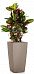 Codiaeum Petra in LECHUZA CUBICO Color Self-watering Planter, Total Height 130 cm