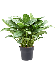 Shade-loving Chinese Evergreen Aglaonema 'Freedman' Indoor House Plants