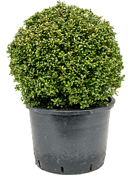 Cute Japanese Holly Ilex crenata 'Convexa'