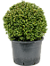 Cute Japanese Holly Ilex crenata 'Convexa'