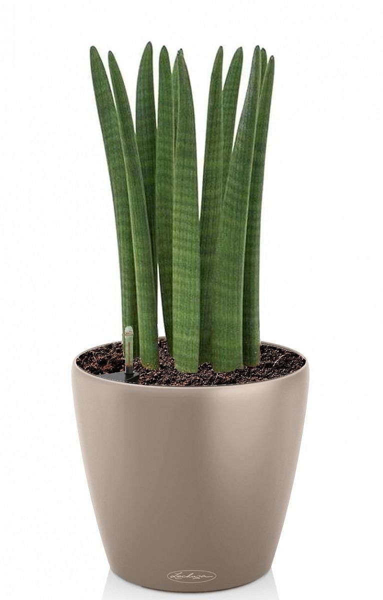 Sansevieria Cylindrica in LECHUZA CLASSICO Color Self-watering Planter, Total Height 55 cm
