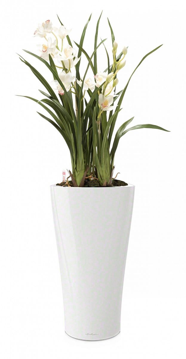 Blooming Cymbidium Orchid in LECHUZA DELTA Self-watering Planter, Total Height 120 cm