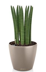 Sansevieria Cylindrica in LECHUZA CLASSICO Color Self-watering Planter, Total Height 55 cm