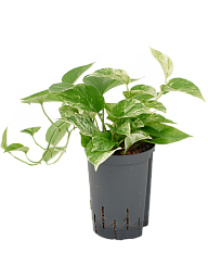 Shade-loving Satin Pothos Scindapsus (Epipremnum) 'Marble Queen' Indoor House Plants