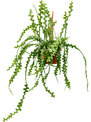 Cheerful Fishbone Cactus Epiphyllum anguliger Indoor House Plants