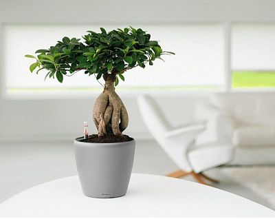 LECHUZA CLASSICO LS Round Poly Resin Self-watering Planter