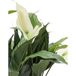 ECONOMY Artificial Grass Plants Sets
