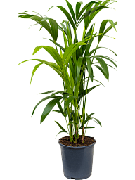 Lush Sentry Palm Kentia (Howea) forsteriana Indoor House Plants