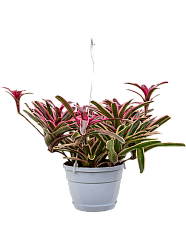 Colorful Blushing Bromeliad Neoregelia 'Fireball Donger' Indoor House Plants