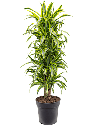 Colorful Corn Plant Dracaena fragrans 'Lemon Lime' Tall Indoor House Plants Trees
