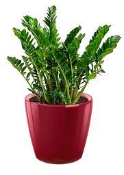 Zamioculcas in LECHUZA CLASSICO LS Self-watering Planter, Total Height 40 cm